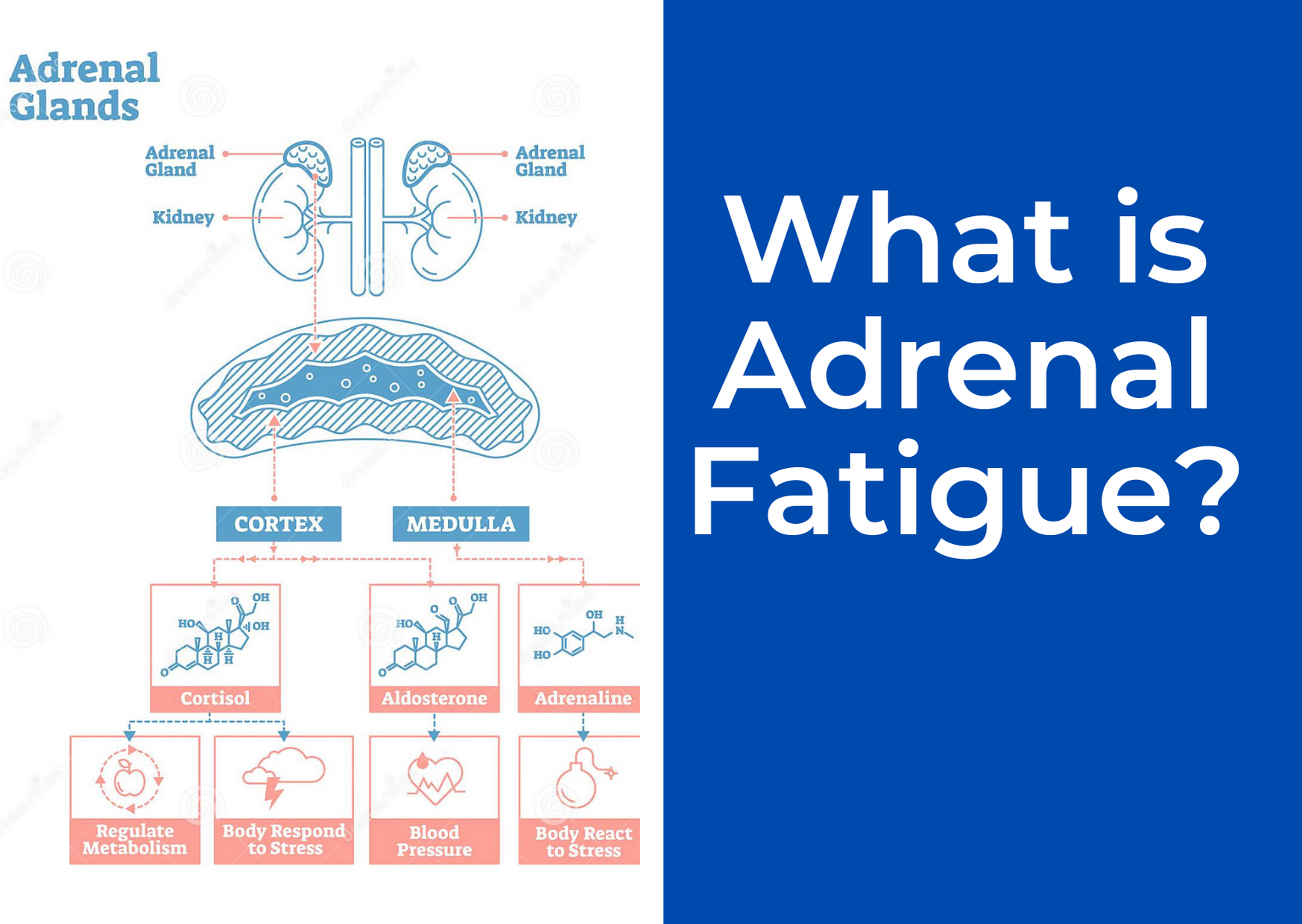 What is Adrenal Fatigue?