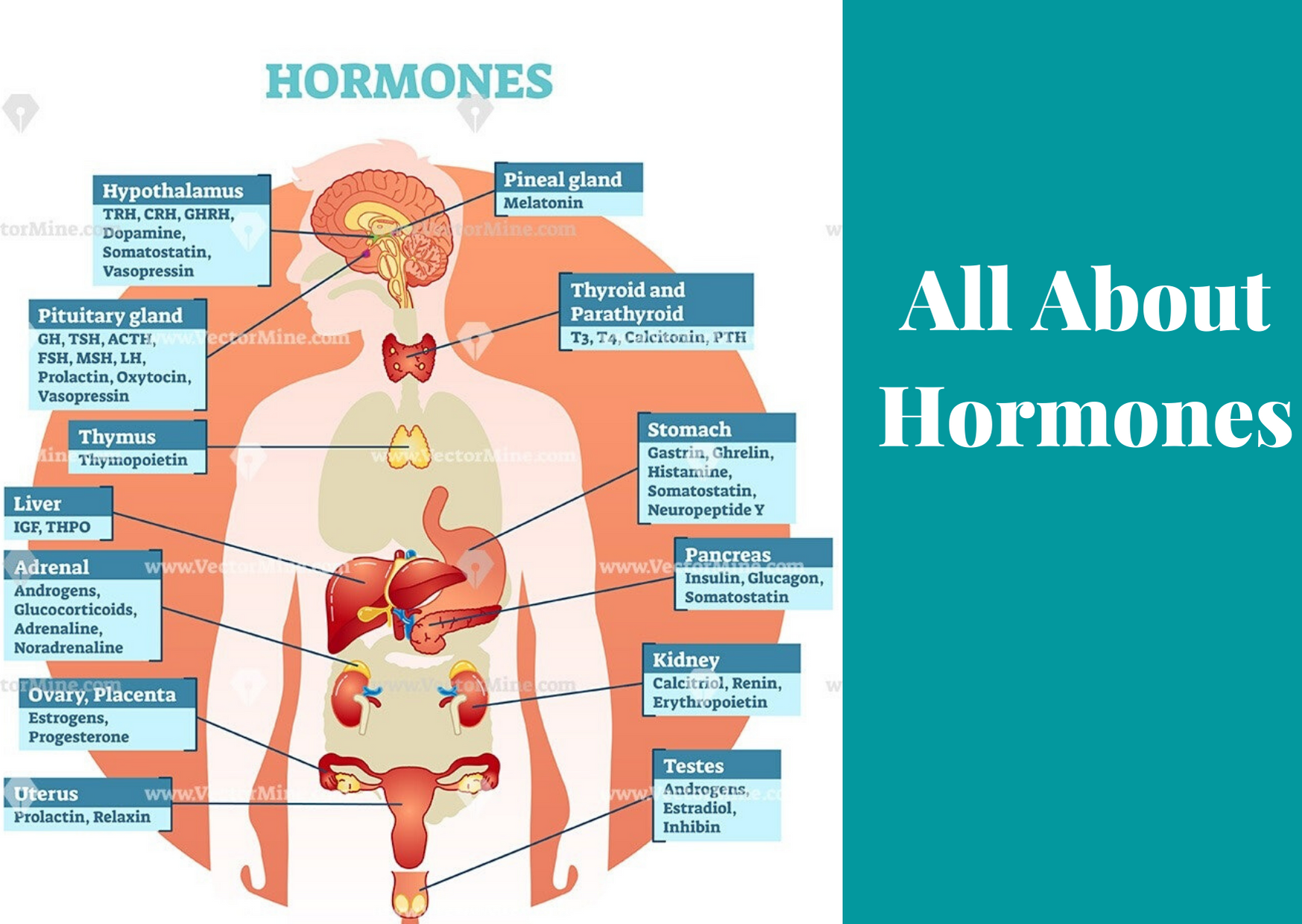 All about hormones