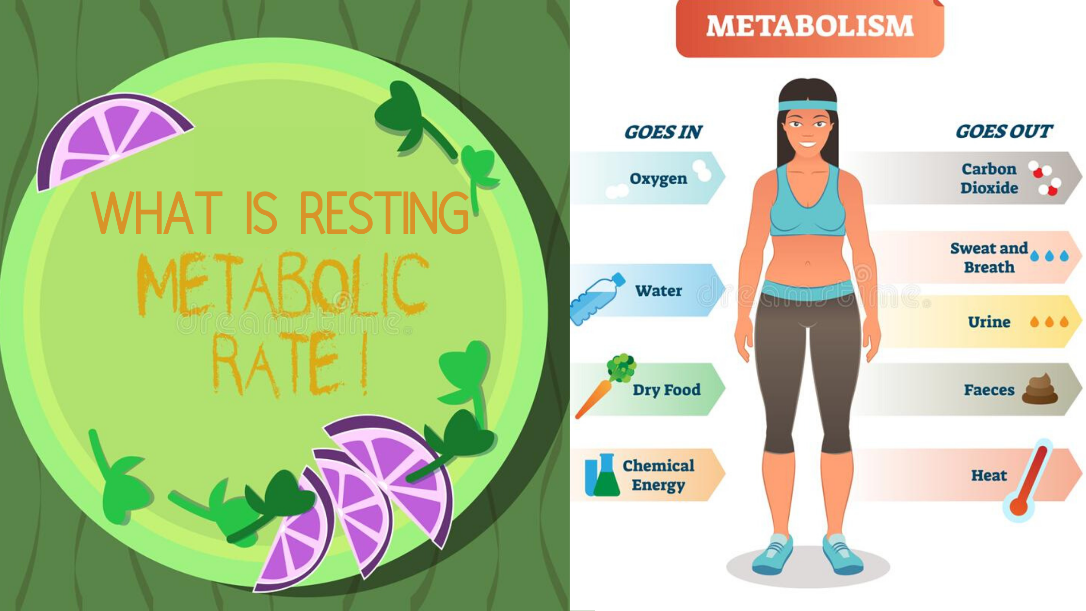 what-is-resting-metabolic-rate-genefitletics