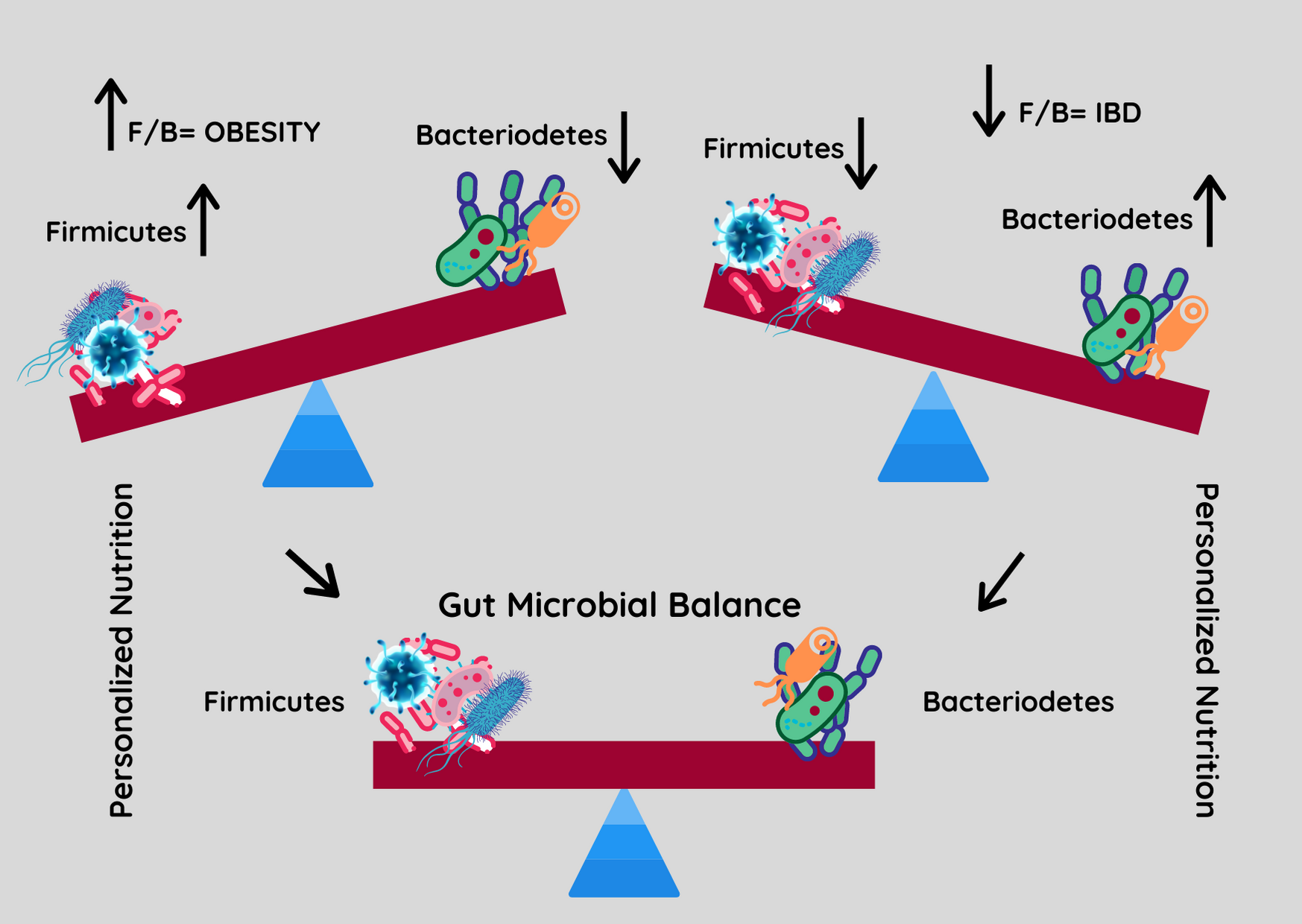 Firmicutes To Bacteroidetes Ratio: Relevant Biomarker For Obesity ...